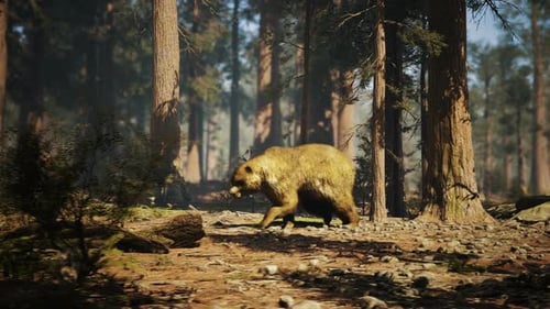 Bear In The Forest 2