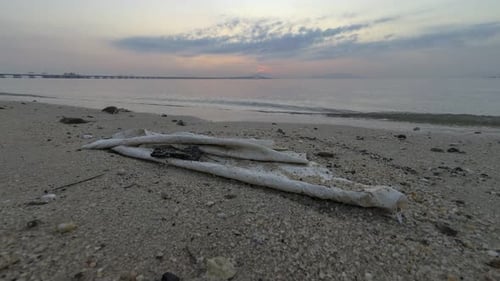 Timelapse view garbage at sea coastal