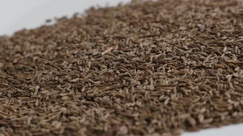 Viel Kümmelsamen Nahaufnahme 4K Schwenk-Video