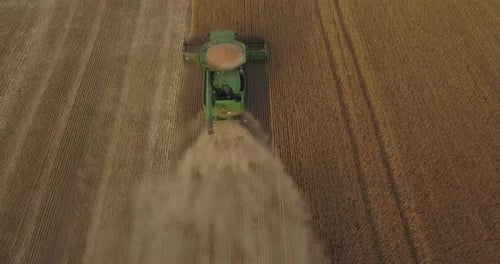 Green Combine Harvests Wheat, Top View, A Large Field