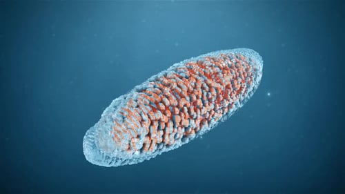 Macro Bacteria