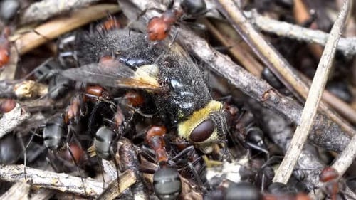 Colony of ants on nest in forest as they work and forage together