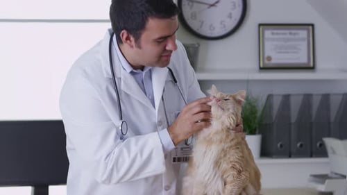 Caring Veterinarian Examining a Fluffy Orange Cat