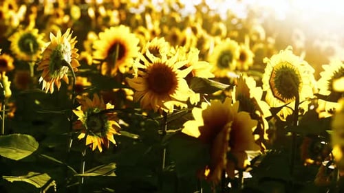 Field of Blooming Sunflowers on Sunset