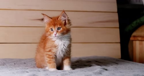 Funny Young Red And White Maine Coon Kitten Cat Yawning At Home