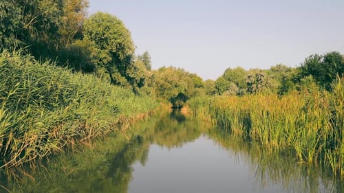 View From the Boat on the Canal or River and Dense Forest