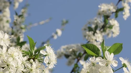 Weiße Kirschgattung Prunus Baum blüht vor blauem Himmel langsame Neigung 4K 2160p 30fps UHD-Video - Tiltin