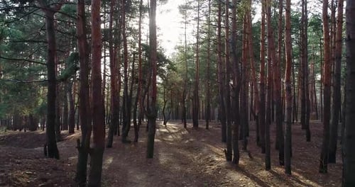 Drone Shot of Beautiful Sunlight in Dense Forest