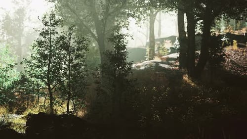 Sun is Shining Through the Trees in a Young Forest Timelapse