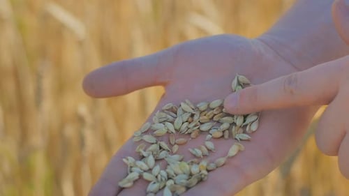 Hand Inspecting Wheat Grains in a Field