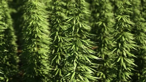 Green Canabis on Marihuana Field Farm