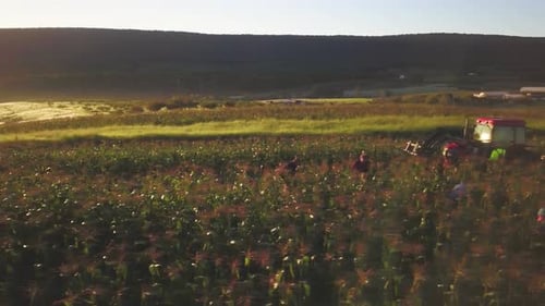 Aerial of tractor in corn fields with people picking corn in morning light.