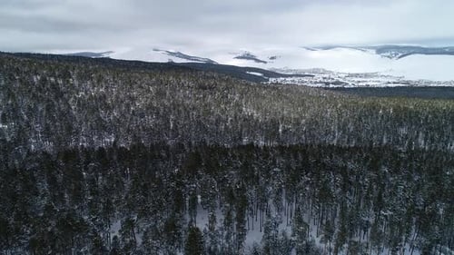 Verschneite Bäume im Winterwald