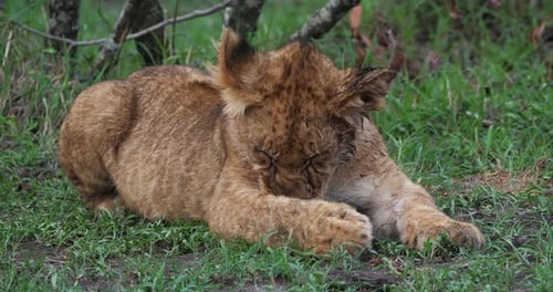 Afrikanischer Löwe, Panthera-Löwe, Junge leckt seine Pfote, Masai Mara Park in Kenia, Echtzeit 4K