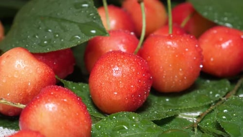 Cerises rouges jaunes douces avec gouttes d'eau et branche d'arbre