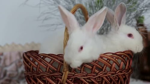 Two Adorable White Rabbits in Basket