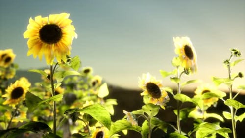 Sunflower Field on a Warm Summer Evening