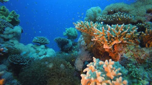 Vibrant Coral Reef Ecosystem with Abundant Fish