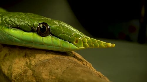Rhinocéros Ratsnake ou Rhynchophis Boulengeri. Également connu sous le nom de serpent rhinocéros ou licorne verte