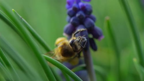 Bee Crawling on Purple Flower in Spring Close Up