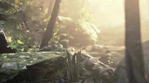 Sunshine in a Tropical Forest