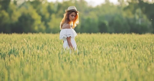 Field with Green Wheat in Summer