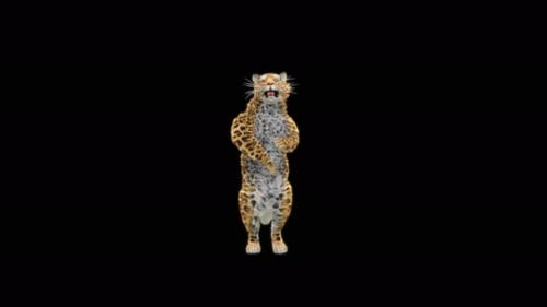 64 Leopard Dancing 4K