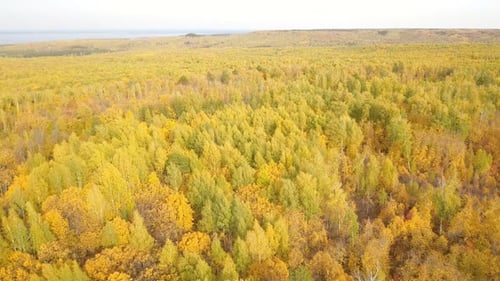 Herbstblätter, Wald, Natur