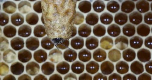 |European Honey Bee, apis mellifera, Emergence of a Queen, Bee Hive in Normandy, Real Time 4K