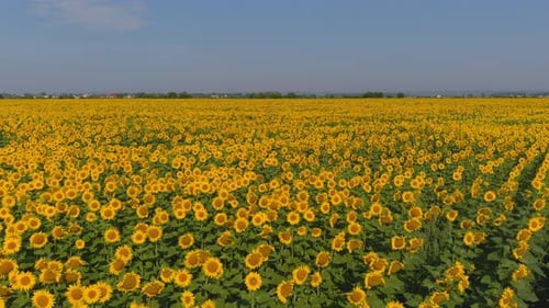 Aerial View of a Sunflower Field on a Sunny Day