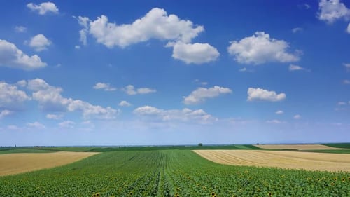 Rural Landscape with Fields Stripes in Serbia