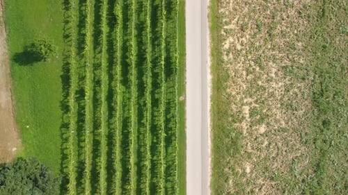 Countryside rural road in autumn vineyards, aerial drone from above.