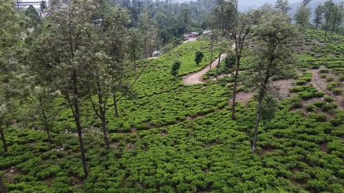 Images aériennes de plantations de thé au Sri Lanka