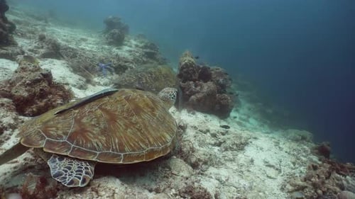 Grüne Meeresschildkröte unter Wasser auf den Philippinen
