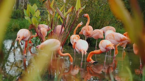 Several Amazing Pink Flamingos Graze in the Swamp