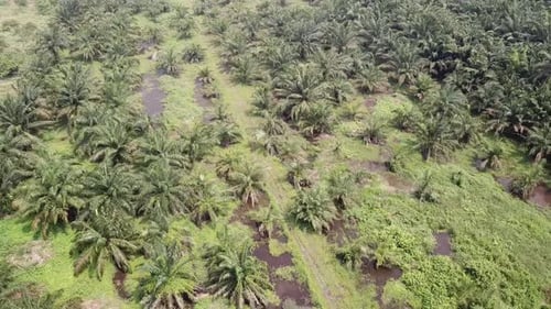 Aerial rotate descending the green young palm trees.