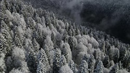 Aerial View of a Beautiful Winter Landscape with Snowy Green Coniferous Forest