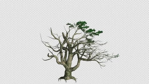 Baumwachstum Big Leaf Maple