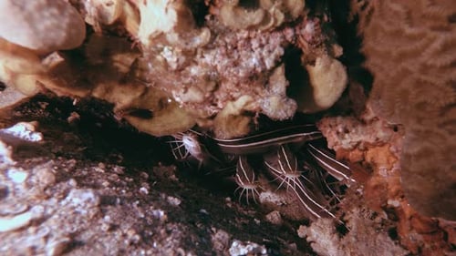 Underwater Catfish Tropical Reef