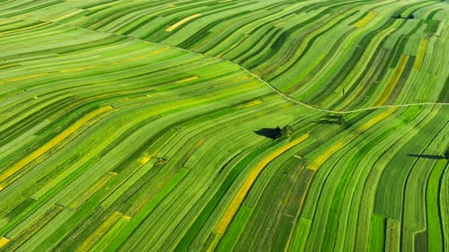 Aerial View of Decorative Ornaments of Diverse Green Fields