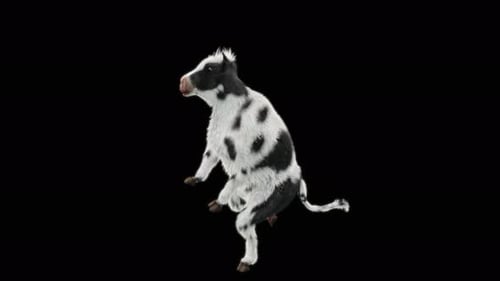 3D Realistic Dancing Cow Animation with Alpha Channel
