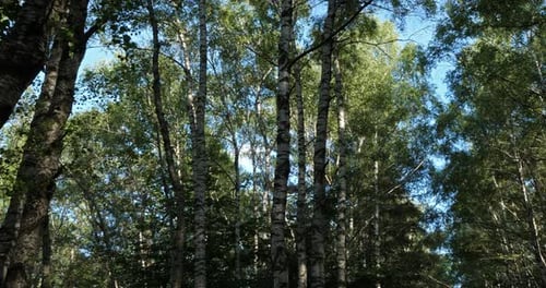 Birch forest near Le Plan de Monfort, the Cevennes National park, Lozere department, France