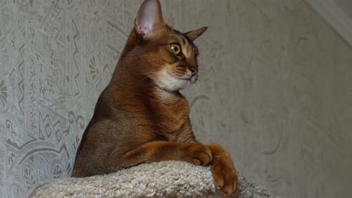 Porträt einer abessinischen Katze