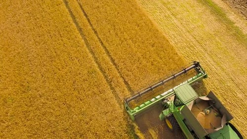 Aerial View Combine Harvester Gathers the Wheat at Sunset. Harvesting Grain Field, Crop Season