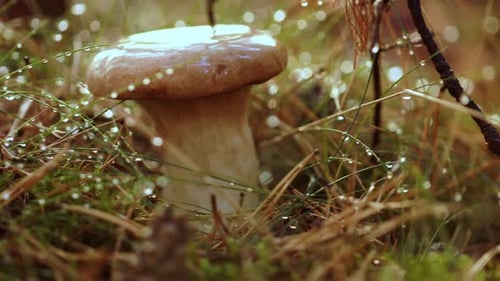 Mushroom Boletus In a Sunny Forest in the Rain