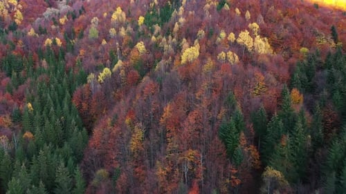 Flight Over The Colorful Autumn Forest