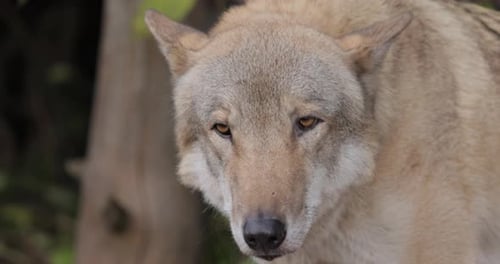 El lobo Canis Lupus, también conocido como el lobo gris, es el miembro más grande que existe de la familia Canidae.