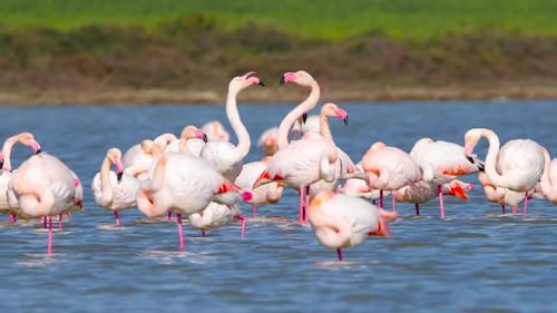 Pink Flamingos in the Lake Wild Greater Flamingo in the Salt Water Nature Birds Wildlife Safari Shot