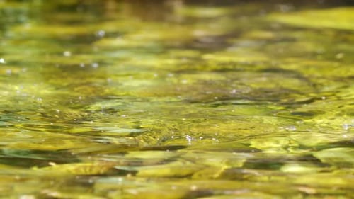 Peces atrapados en un anzuelo