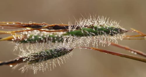 Macro shot of green Grass blades with surrounding dew drops during sunrise in the morning. Zoom in s